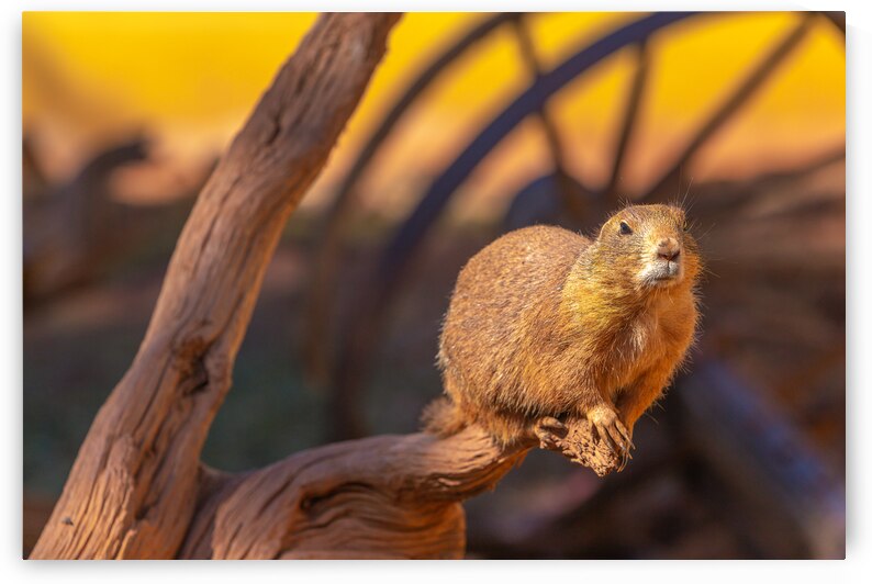 Prairie Dog Hangin Out by C R Fine Arts by Branded Exposure LLC