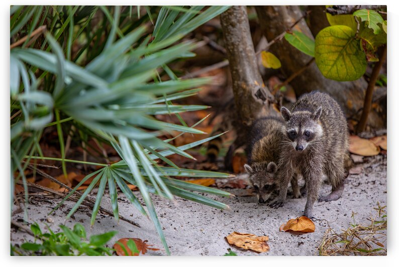 Miami Critters by C R Fine Arts by Branded Exposure LLC