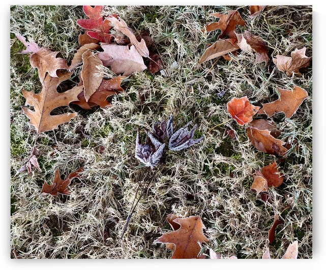 Frosted Fallen Leaves by The NC Geek