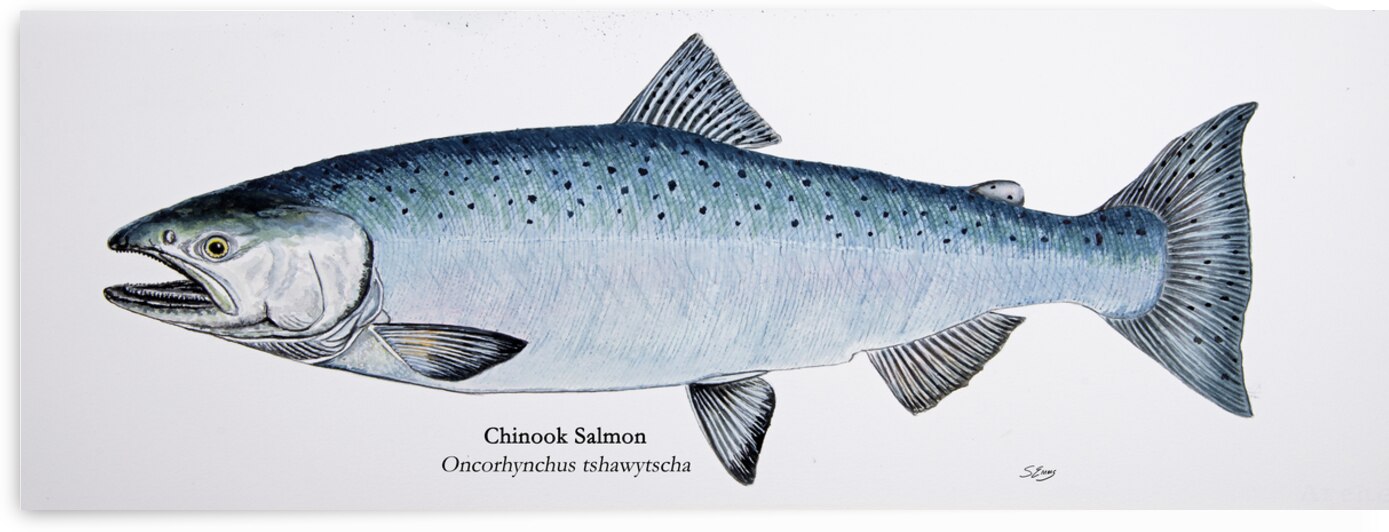 Chinook Salmon Painting by Stephen Emms