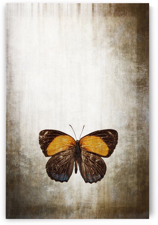 butterfly on grunge background by Gualtiero Boffi