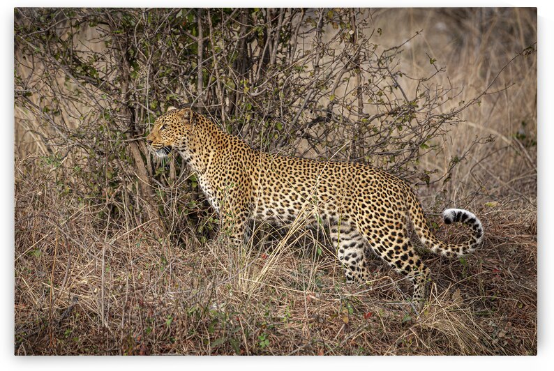 African leopard background by Gualtiero Boffi