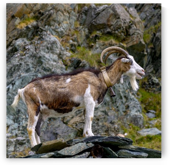 mountain goat with cowbell by Gualtiero Boffi