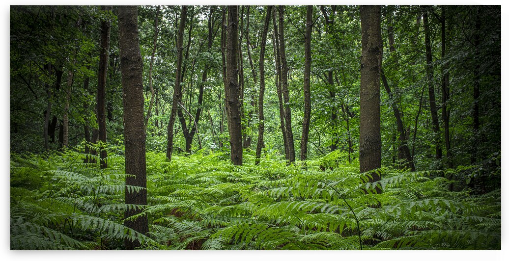 wooded landscape with ferns and trees by Gualtiero Boffi