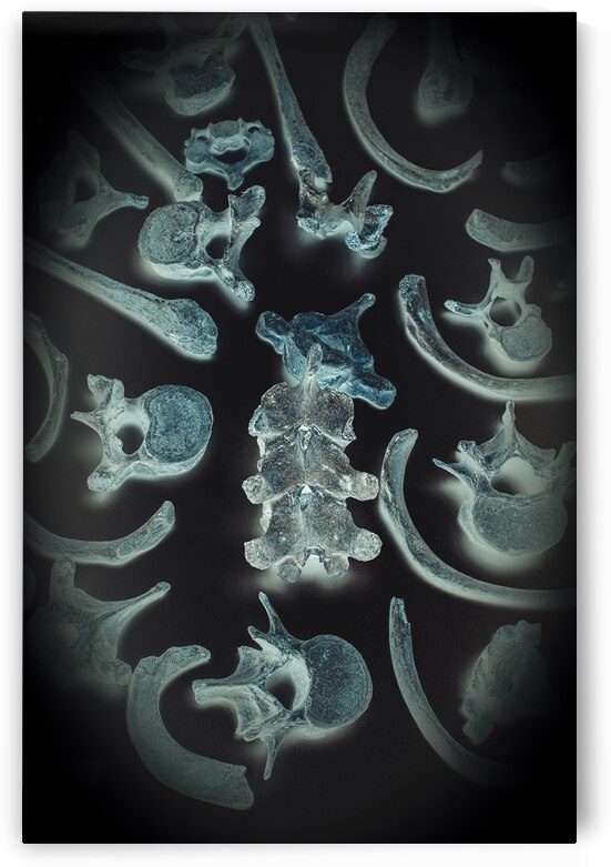 old human bones ribs and vertebrae by Gualtiero Boffi