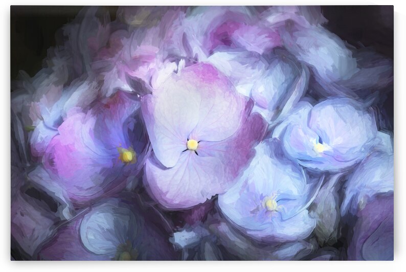 Hydrangea Macrophylla Blue Hydrangea X 1 by Rich Franco