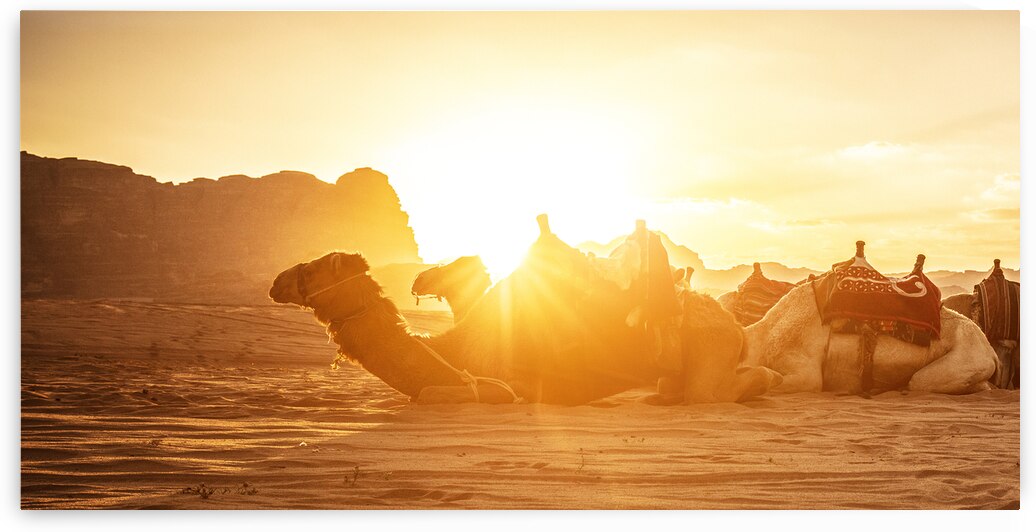 wadi rum camels by Gualtiero Boffi