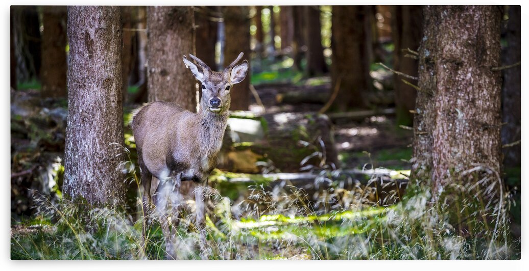 deer portrait in the wild by Gualtiero Boffi