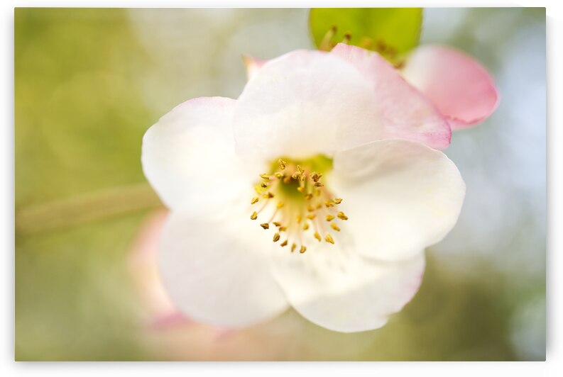 White Pink Quince Floral Macro V by Iris H Richardson