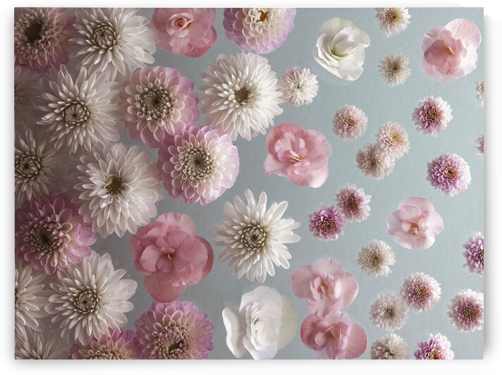 Dahlia Flowers by Assaf Frank