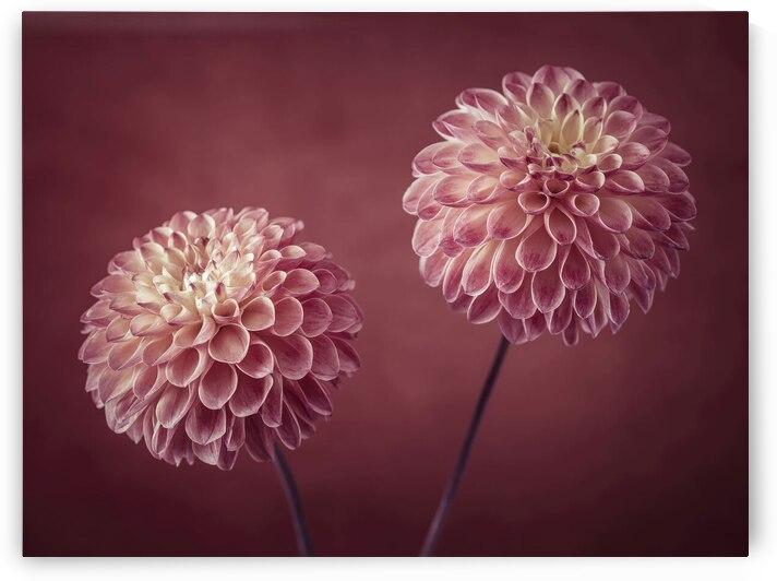 Dahlia flowers by Assaf Frank