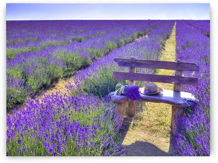 Bench in Lavender field by Assaf Frank