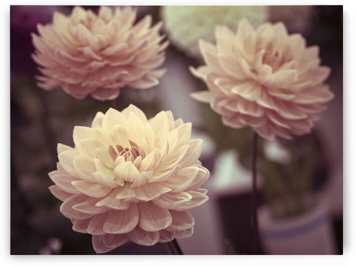 Dahlia Flowers by Assaf Frank