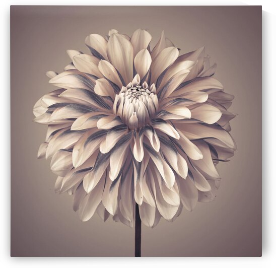 Dahlia Flower by Assaf Frank