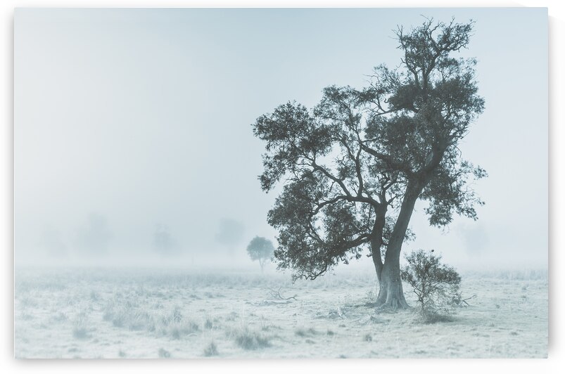 Alleena winter landscape by Jorgo