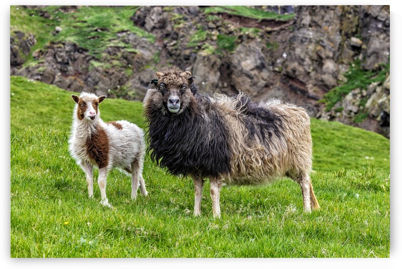 sheep in mykines by Gualtiero Boffi