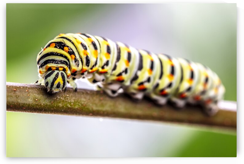 Papilio machaon Caterpillar  by Gualtiero Boffi
