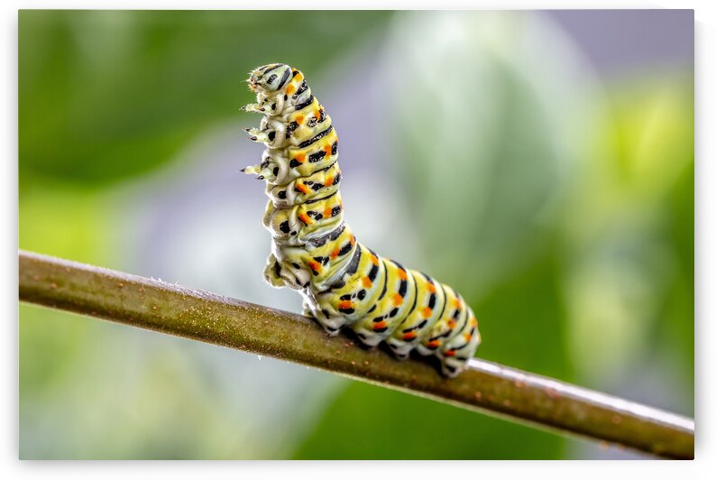 Papilio machaon Caterpillar  by Gualtiero Boffi