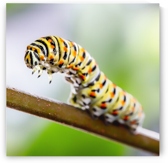 Papilio machaon Caterpillar  by Gualtiero Boffi