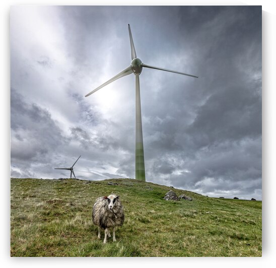 farm wind and lonely sheep i by Gualtiero Boffi