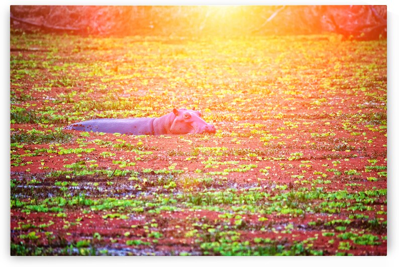 hippo in a water by Gualtiero Boffi