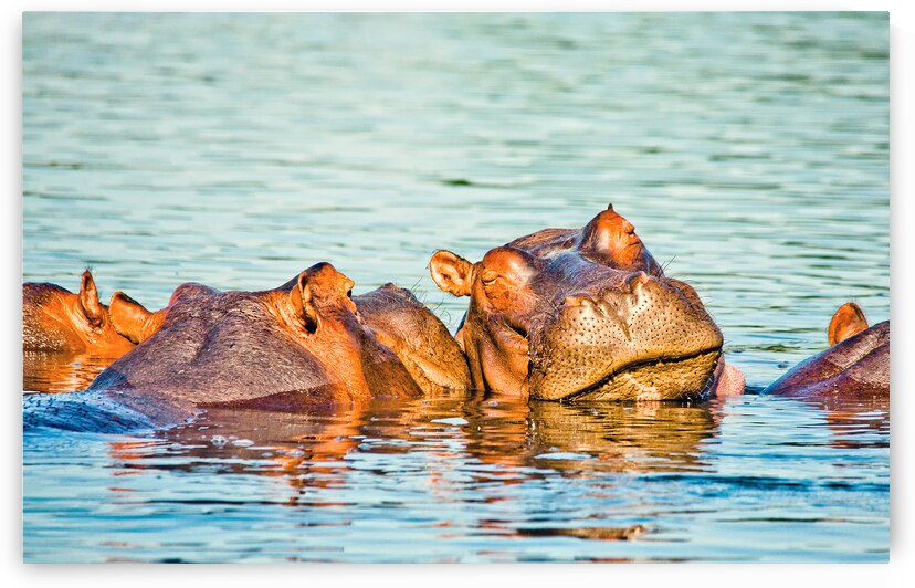 wild hippo portrait by Gualtiero Boffi