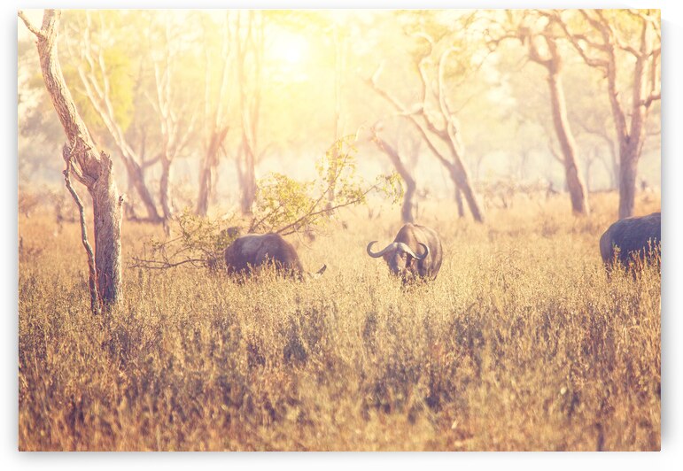 malawi buffalo background by Gualtiero Boffi