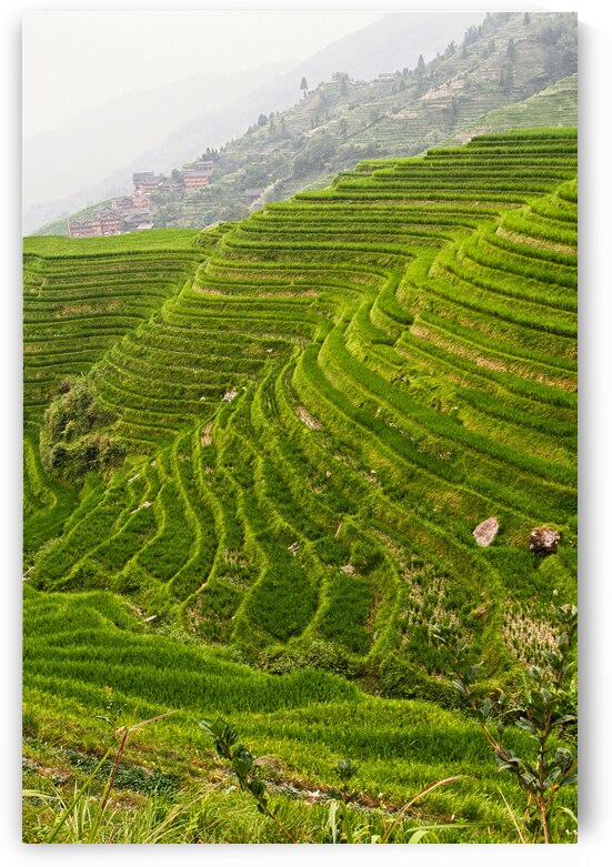 china rice field by Gualtiero Boffi