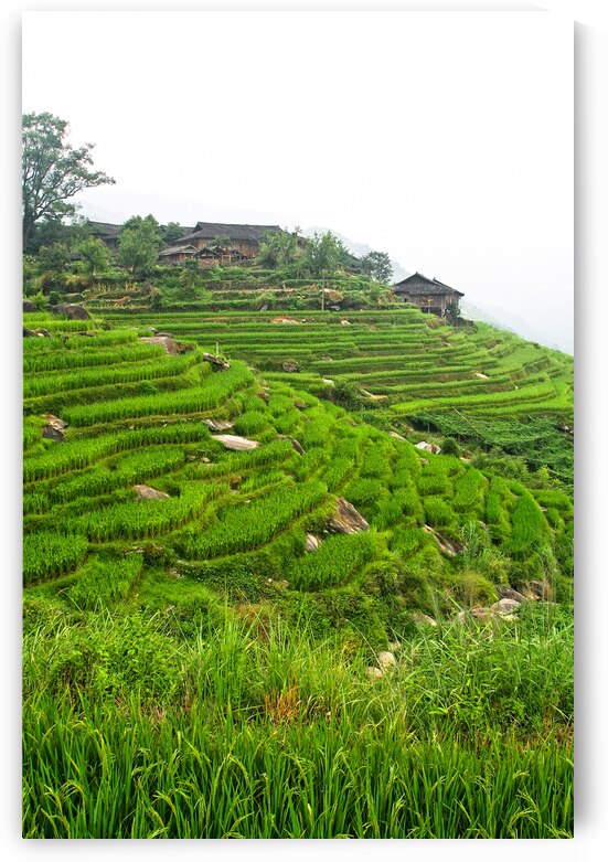 china rice field by Gualtiero Boffi