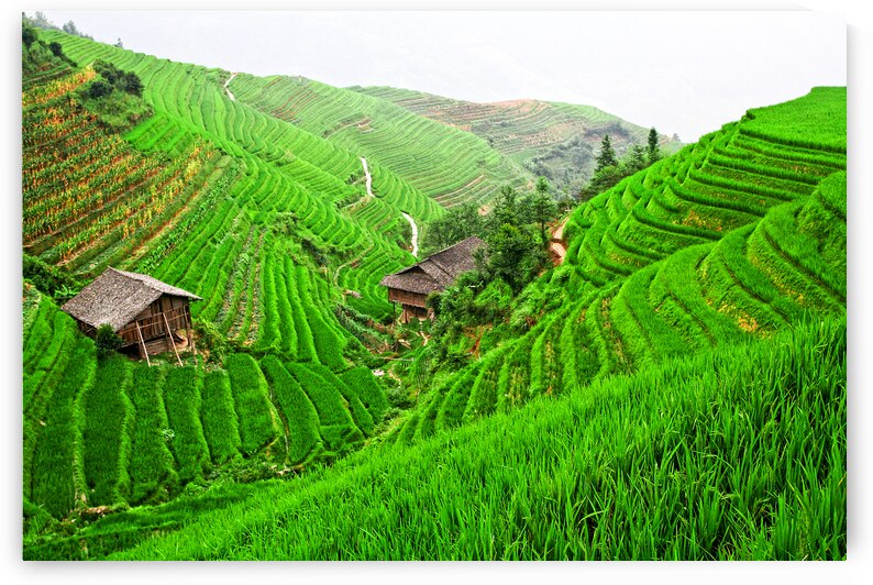 china rice field by Gualtiero Boffi