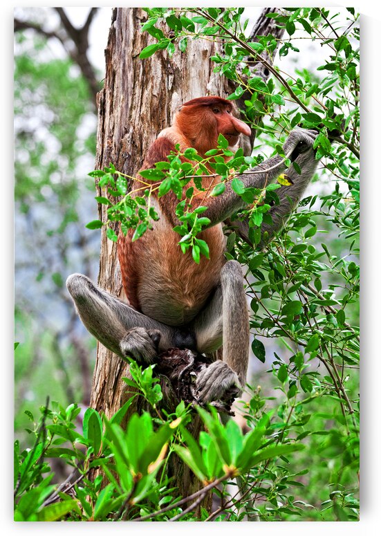 proboscis monkey in malaysia by Gualtiero Boffi