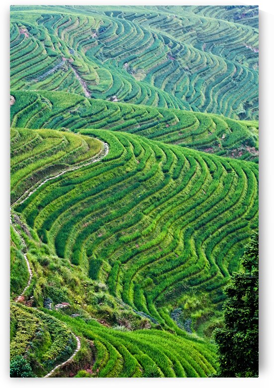 china rice field by Gualtiero Boffi