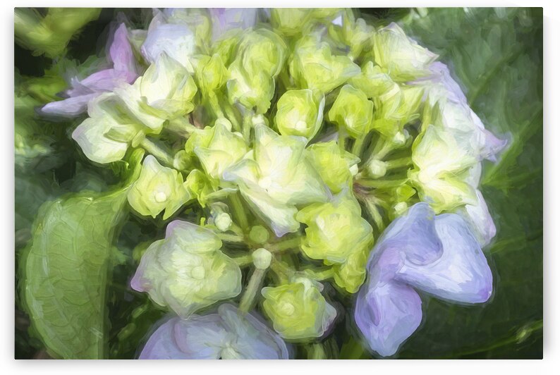 Hydrangea Macrophylla Blue Hydrangea X 1 by Rich Franco