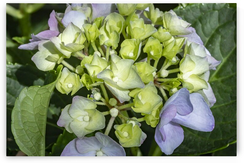 Hydrangea Macrophylla Blue Hydrangea X 2 by Rich Franco