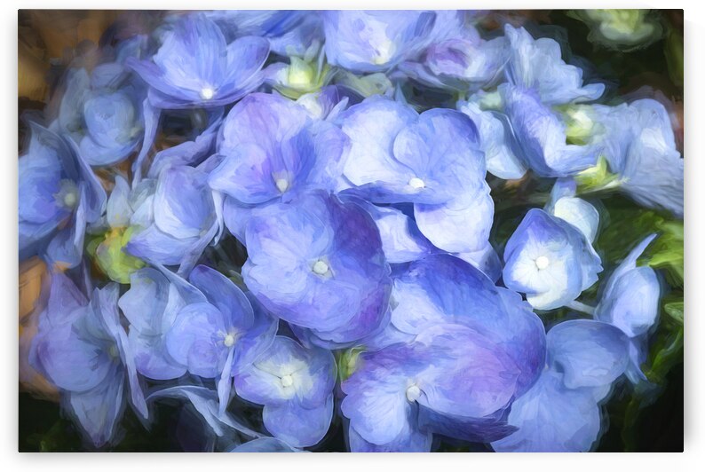 Hydrangea Macrophylla Blue Hydrangea X 3 by Rich Franco