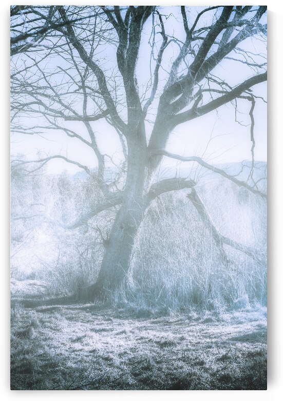 Tree of frost bite by Jorgo