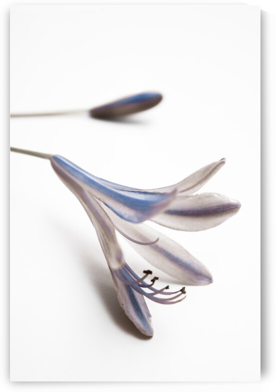 Blue Bell Agapanthus flower  by Jorgo