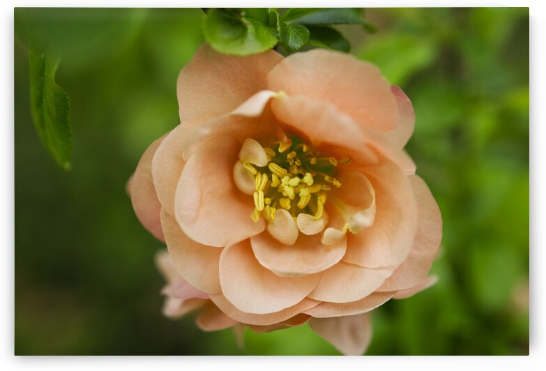  Peach Quince with  Leaves Flower Macro by Iris H Richardson