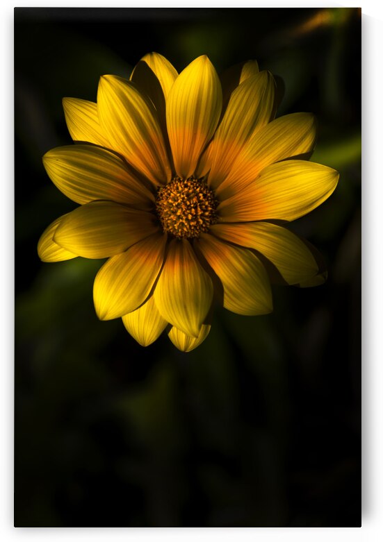 Beginning Of Spring In Flower by Jorgo