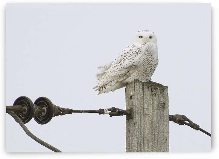 rjg14 qc dorval snowy owl  gigapixel low res scal by Robert Galbraith Photography