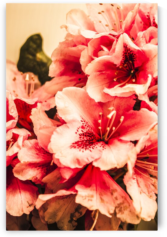 Shabby chic romances by Jorgo