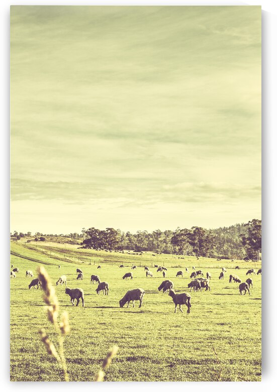 Sheep grazing in rustic Richmond by Jorgo