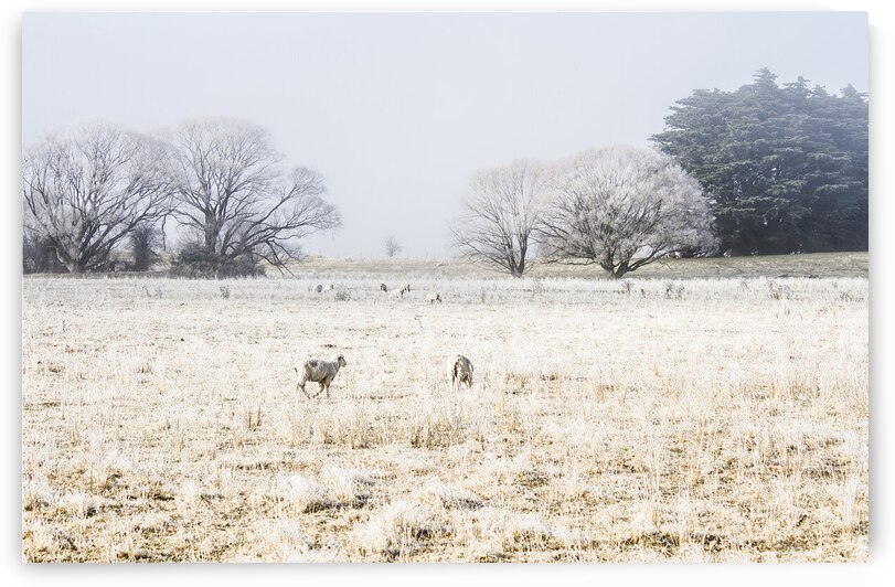 Fingal winter farmyard by Jorgo
