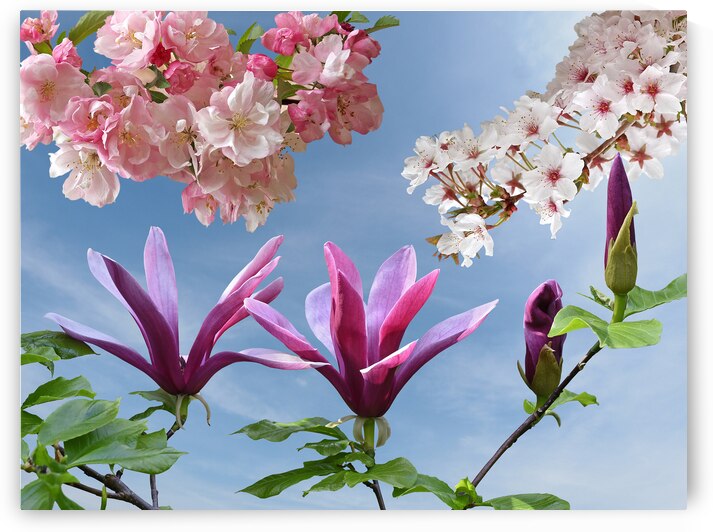 Springtime - Magnolias and Cherry Blossom by Gill Billington