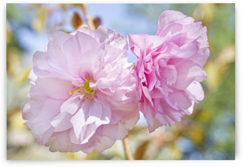 Ornamental Pink Cherry Blossom Macro by Iris H Richardson