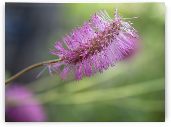 Squirrel Tail by Suzanne Bonin