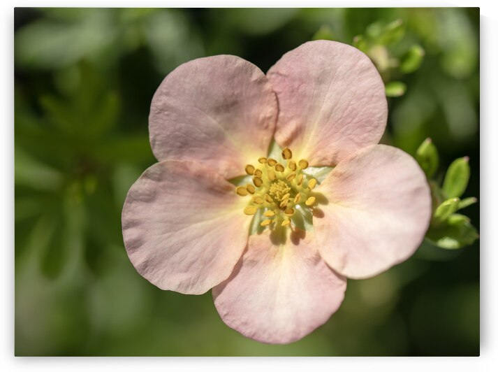 The Wild One by Suzanne Bonin