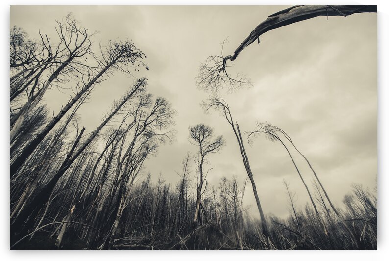 Haunting wood by Jorgo