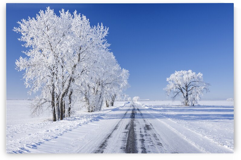 Backroad on a Frosty Afternoon by Dave Reede Photohgraphy