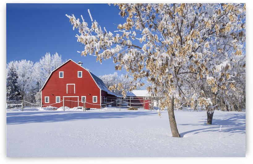 Country Barn in Winter by Dave Reede Photohgraphy